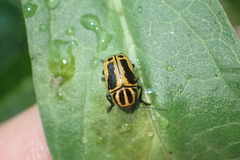 Cryptocephalus castaneus