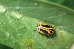 Cryptocephalus castaneus