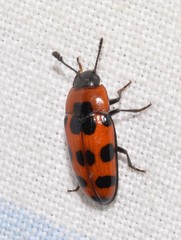 Episcaphula australis