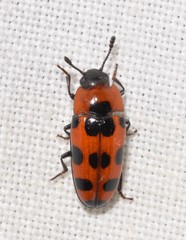 Episcaphula australis