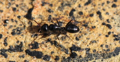 Camponotus werthi