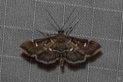 Diathrausta