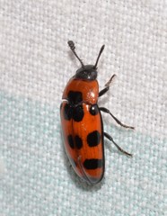 Episcaphula australis