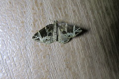 Gandaritis atricolorata