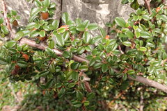 Cotoneaster morrisonensis