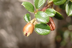 Cotoneaster morrisonensis