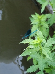 Calopteryx splendens