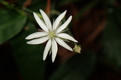 Stellaria vestita