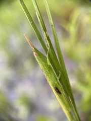 Leptysma marginicollis
