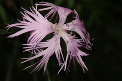 Dianthus longicalyx