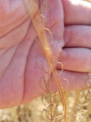 Pogonarthria squarrosa