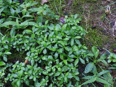 Symphyotrichum