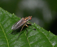 Dolichopus pulchrimanus