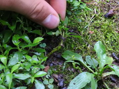 Symphyotrichum