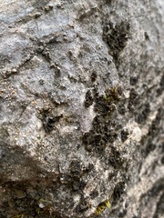 Lathagrium undulatum