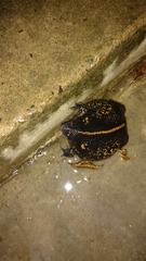 Rhinophrynus dorsalis