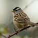 Puget Sound White-crowned Sparrow - Photo (c) Christopher, some rights reserved (CC BY-NC), uploaded by Christopher