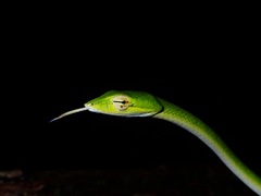 Ahaetulla mycterizans