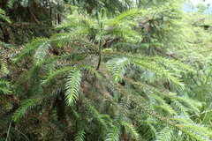 Cunninghamia