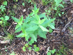Eupatorium godfreyanum