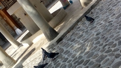 Columba livia domestica