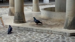 Columba livia domestica