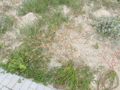 Trachyandra muricata