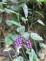 Solanum uncinellum