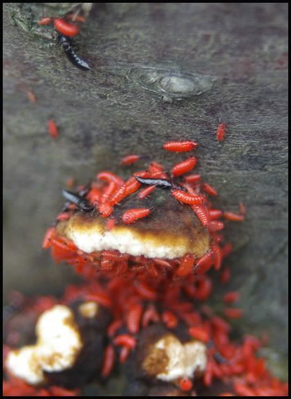 Hoplothrips