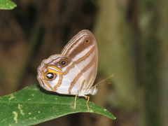 Chloreuptychia chlorimene