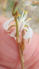 Trachyandra muricata