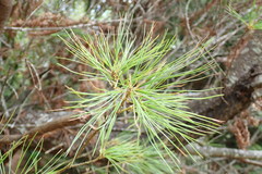 Pinus armandi mastersiana