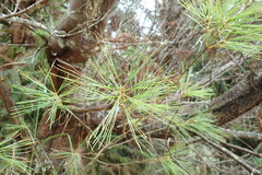 Pinus armandi mastersiana