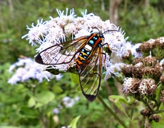 Gymnelia pavo
