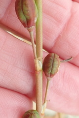 Trachyandra muricata