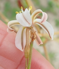 Trachyandra muricata