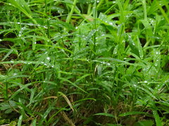 Muhlenbergia schreberi