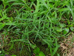 Muhlenbergia schreberi