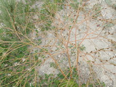 Trachyandra muricata