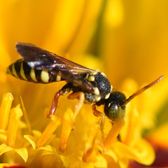 Nomada vegana