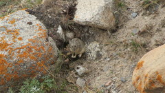 Ochotona cansus