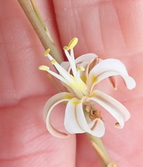 Trachyandra muricata