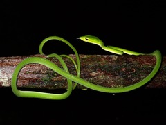 Ahaetulla mycterizans