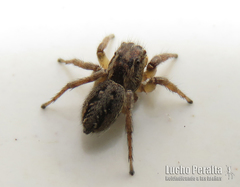 Tullgrenella quadripunctata