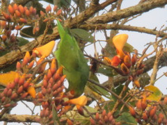 Cobalt-Winged Parakeet photo 3