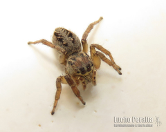 Tullgrenella quadripunctata