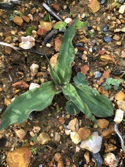 Cyanella hyacinthoides