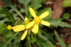 Senecio taitungensis