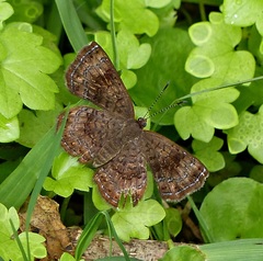 Calephelis aymaran