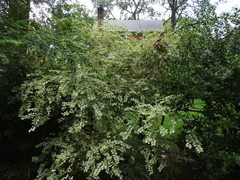 Magnoliopsida